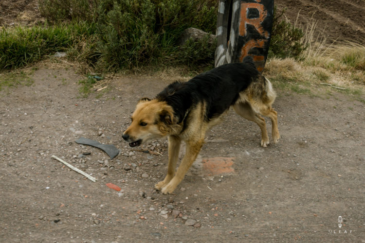 This is how we deal with aggressive dogs