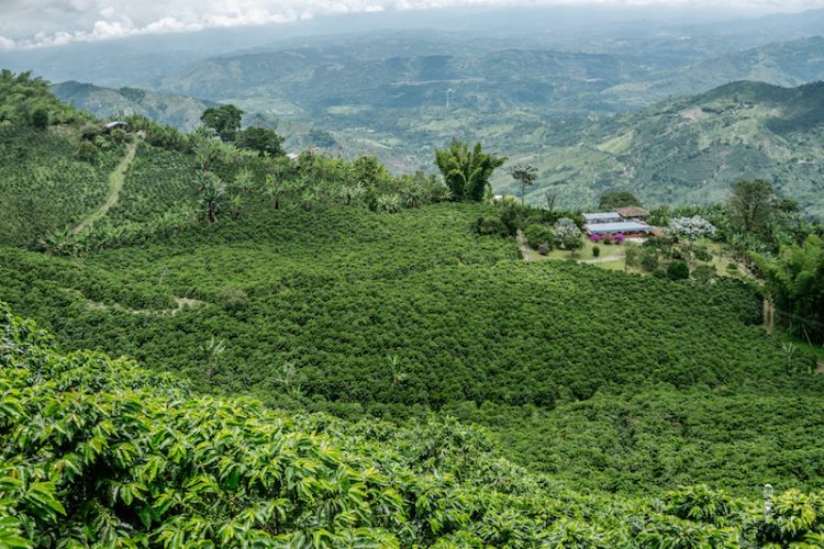 The coffee route in Colombia