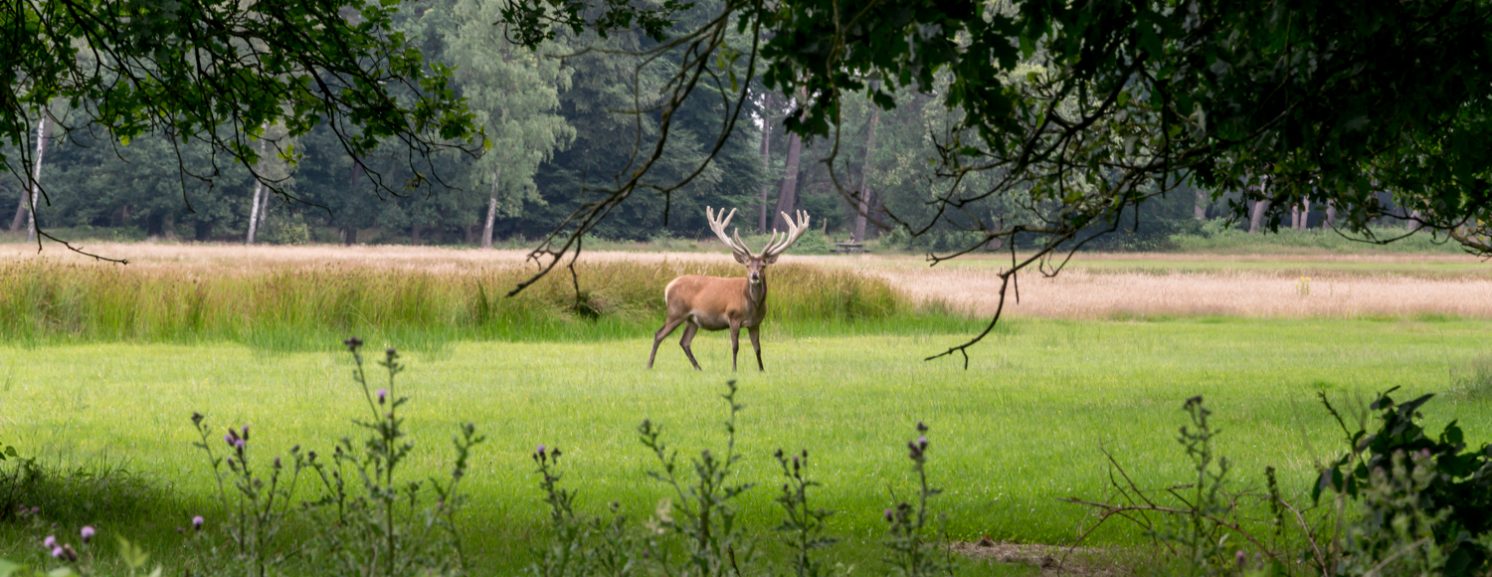 Rewilding Europe