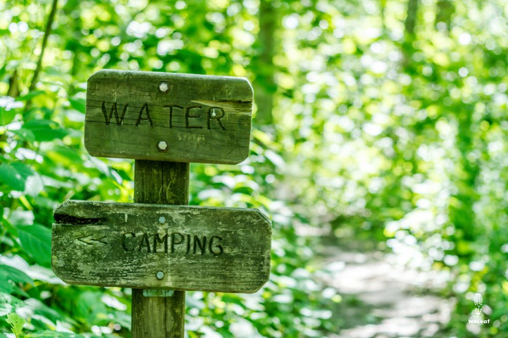 Leven in het bos