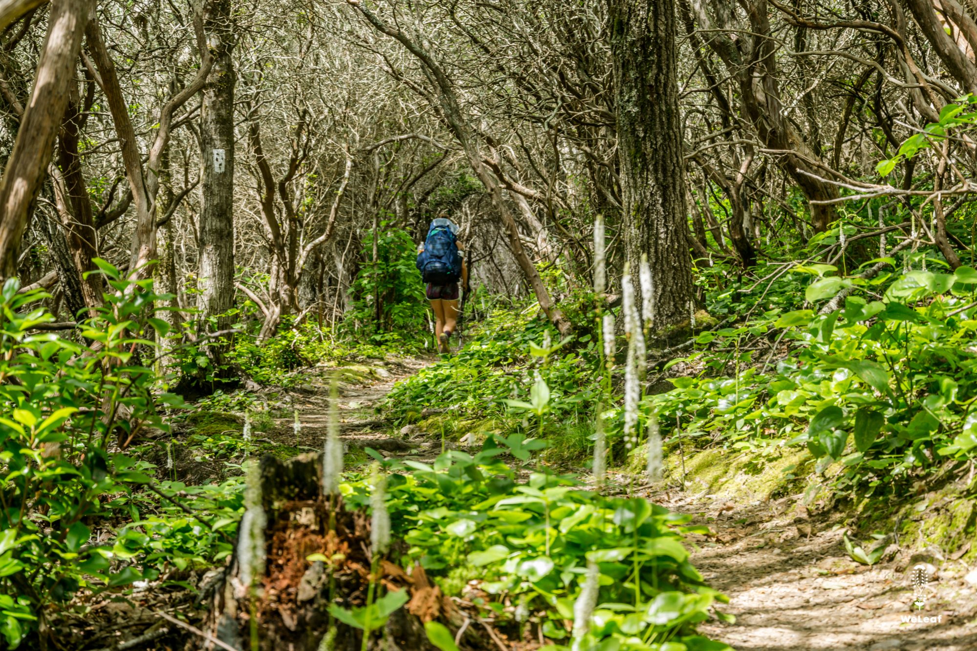 Hiking the AT in summer