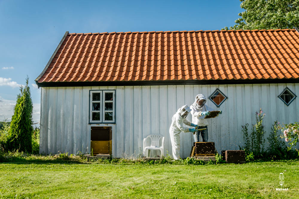 beekeepers checking the bees