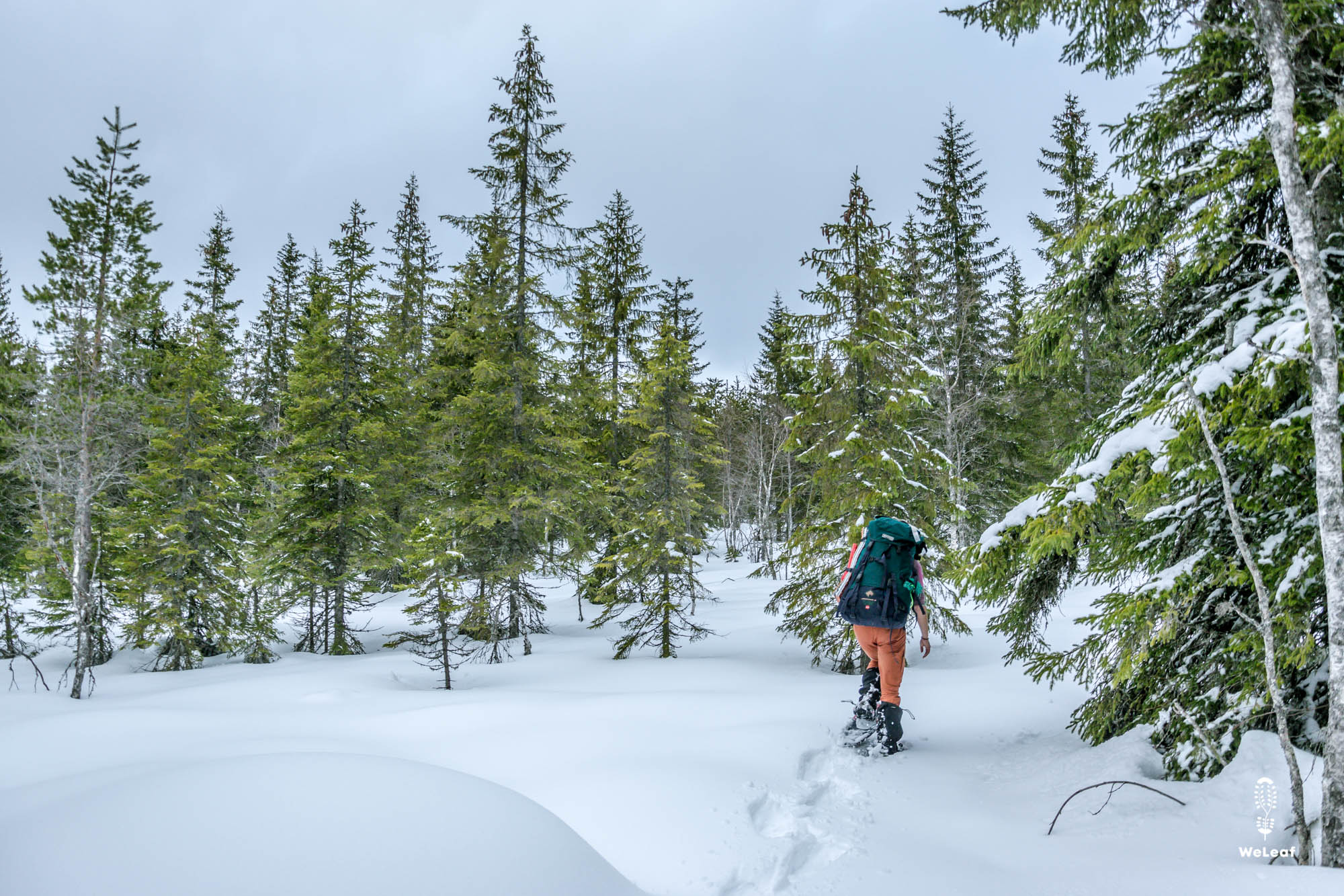 snowshoe hike in Sweden