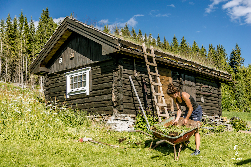 vedlikehold av torvtak