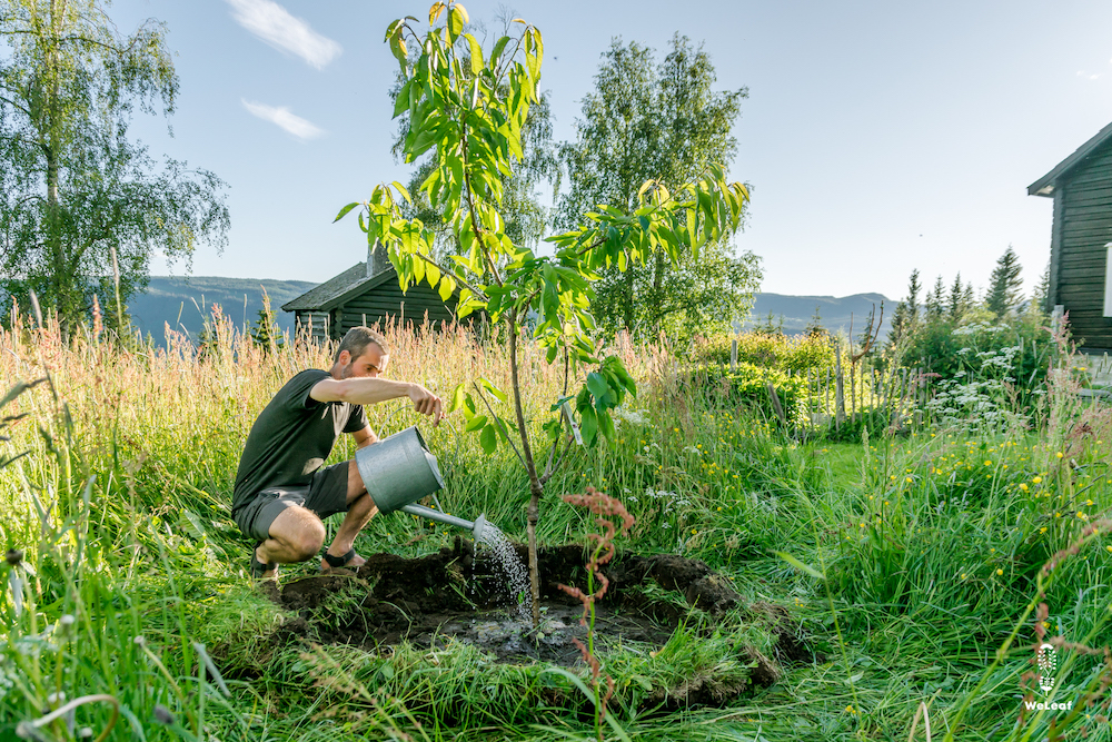 kersenboom planten