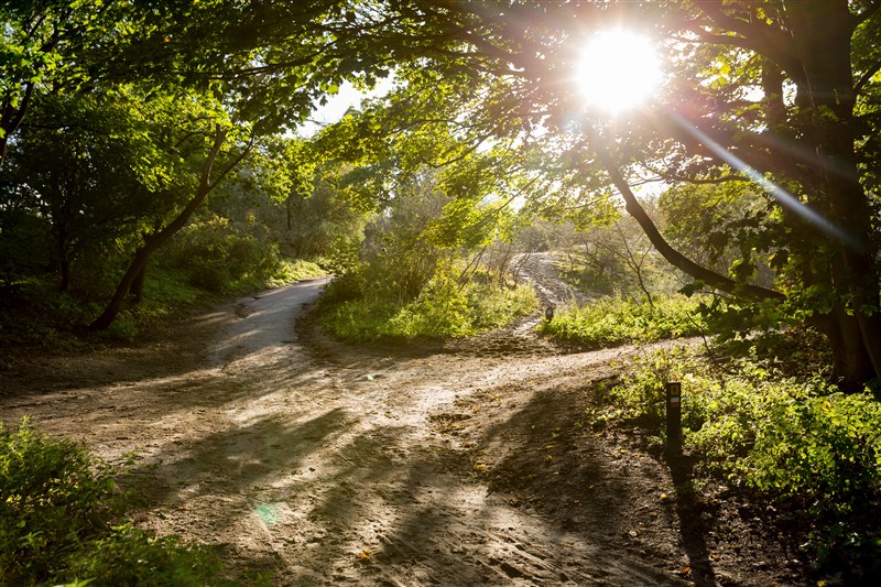 Duinlandschap in het Westduinpark langs de kust bij Kijkduin