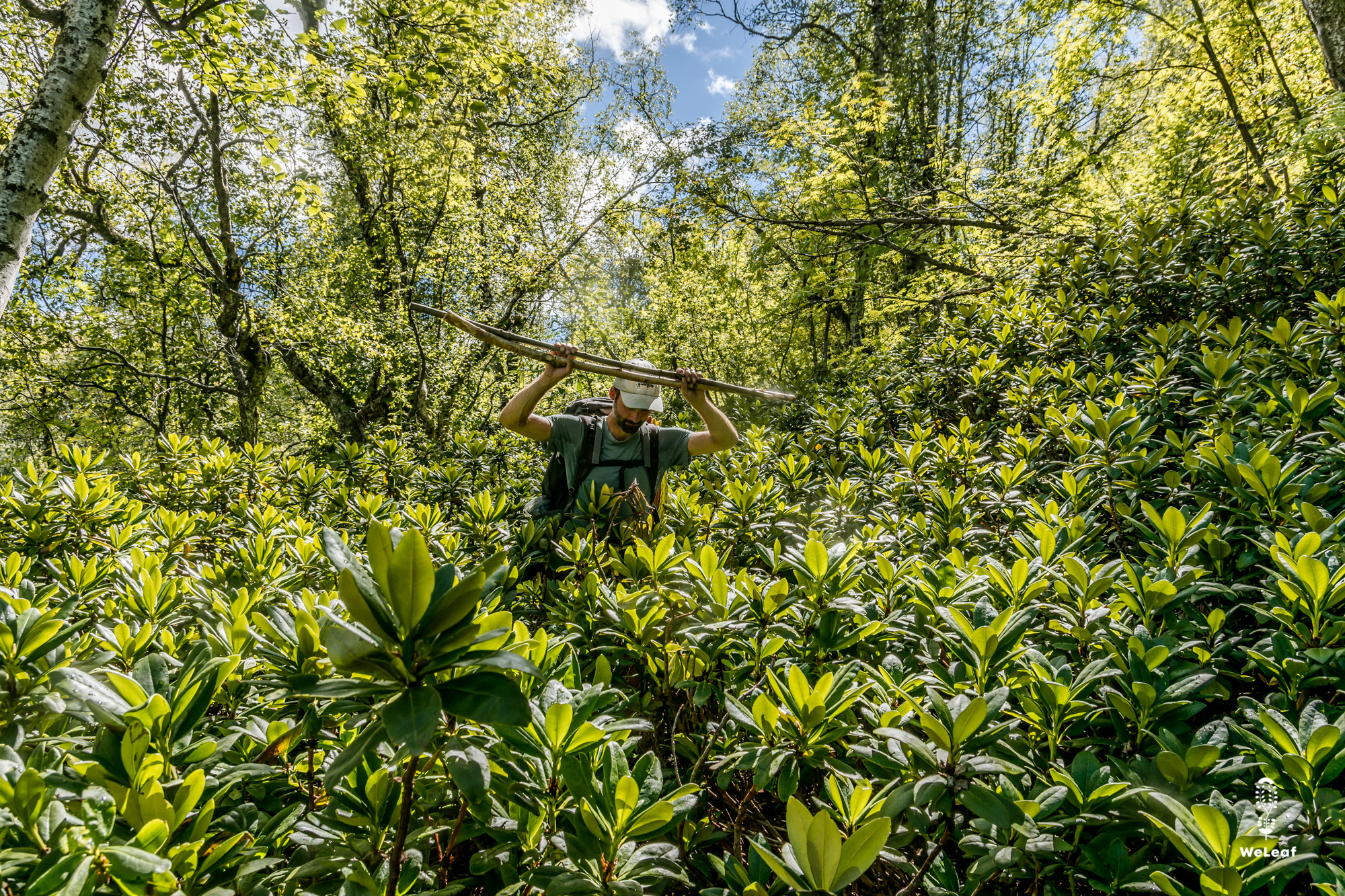rhododendron bushes